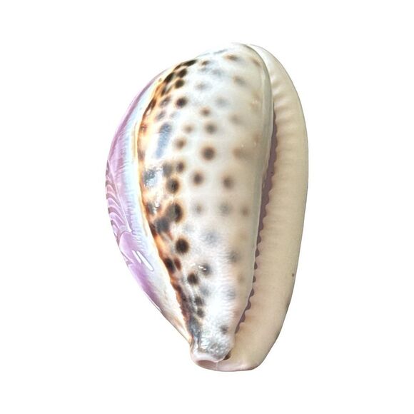 Decorative Pink Fish Shell - Picture 5 of 6